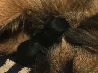 Border Terrier dogs Lilly - Advert 6