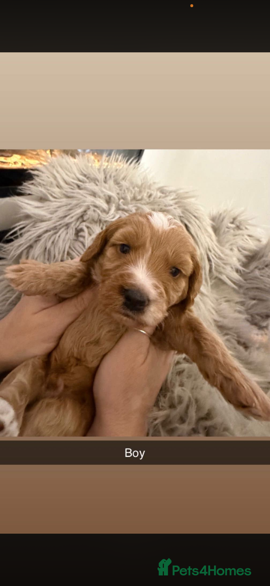 Cockapoo dogs Stunning Cockapoo puppies - Advert 3