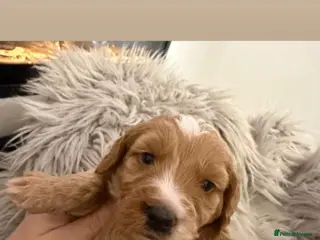 Cockapoo dogs Stunning Cockapoo puppies - Advert 1