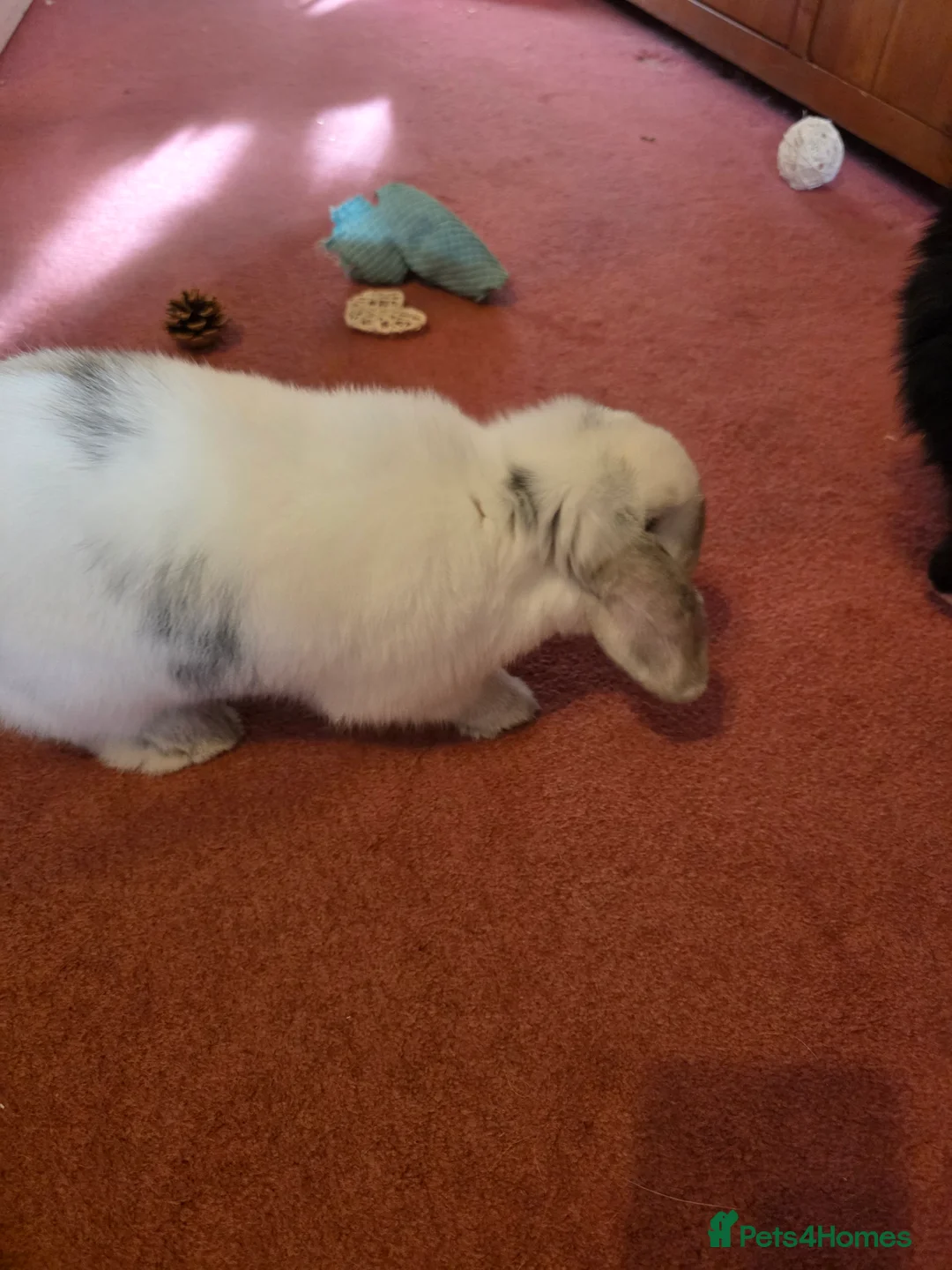 Mini Lop rabbits for sale: Beautiful mini lop girl for sale - five months old - Advert 3