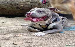 Cane Corso dogs for stud: Cane corso stud  - Advert 1