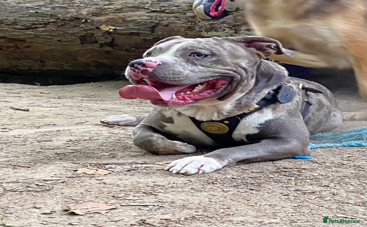 Cane Corso dogs Cane corso stud  - Advert 2