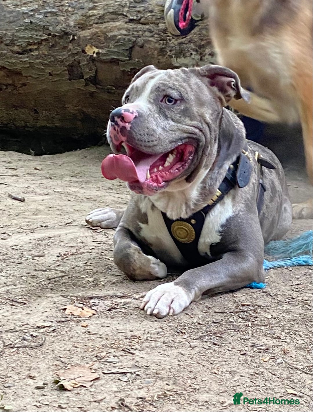 Cane Corso dogs for stud: Cane corso stud  - Advert 1