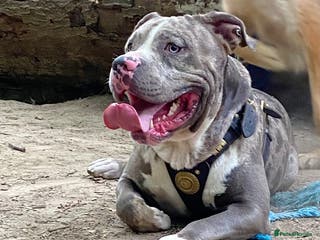 Cane Corso dogs Cane corso stud - Advert 3