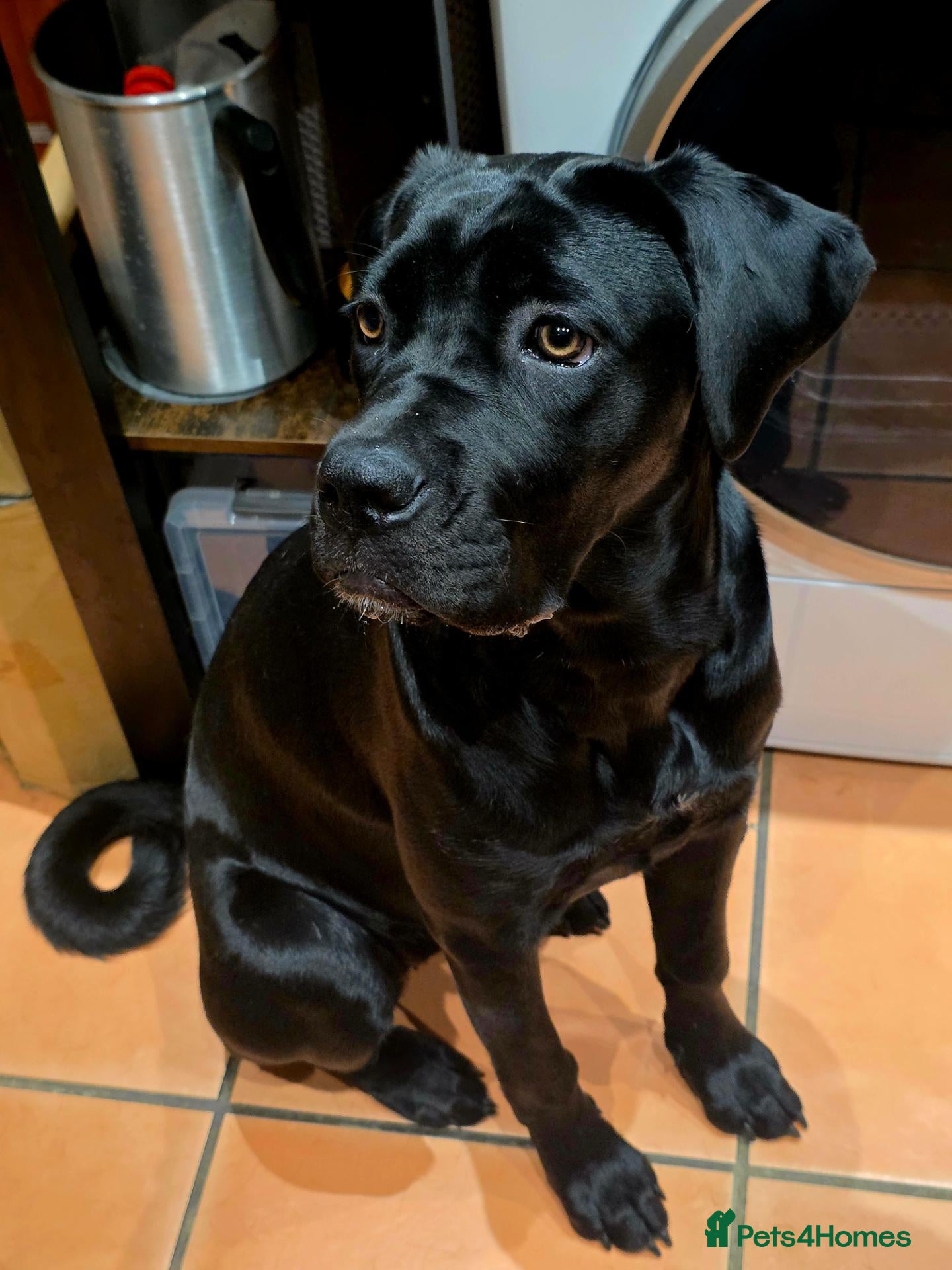 Cane Corso dogs Poppy - Advert 7