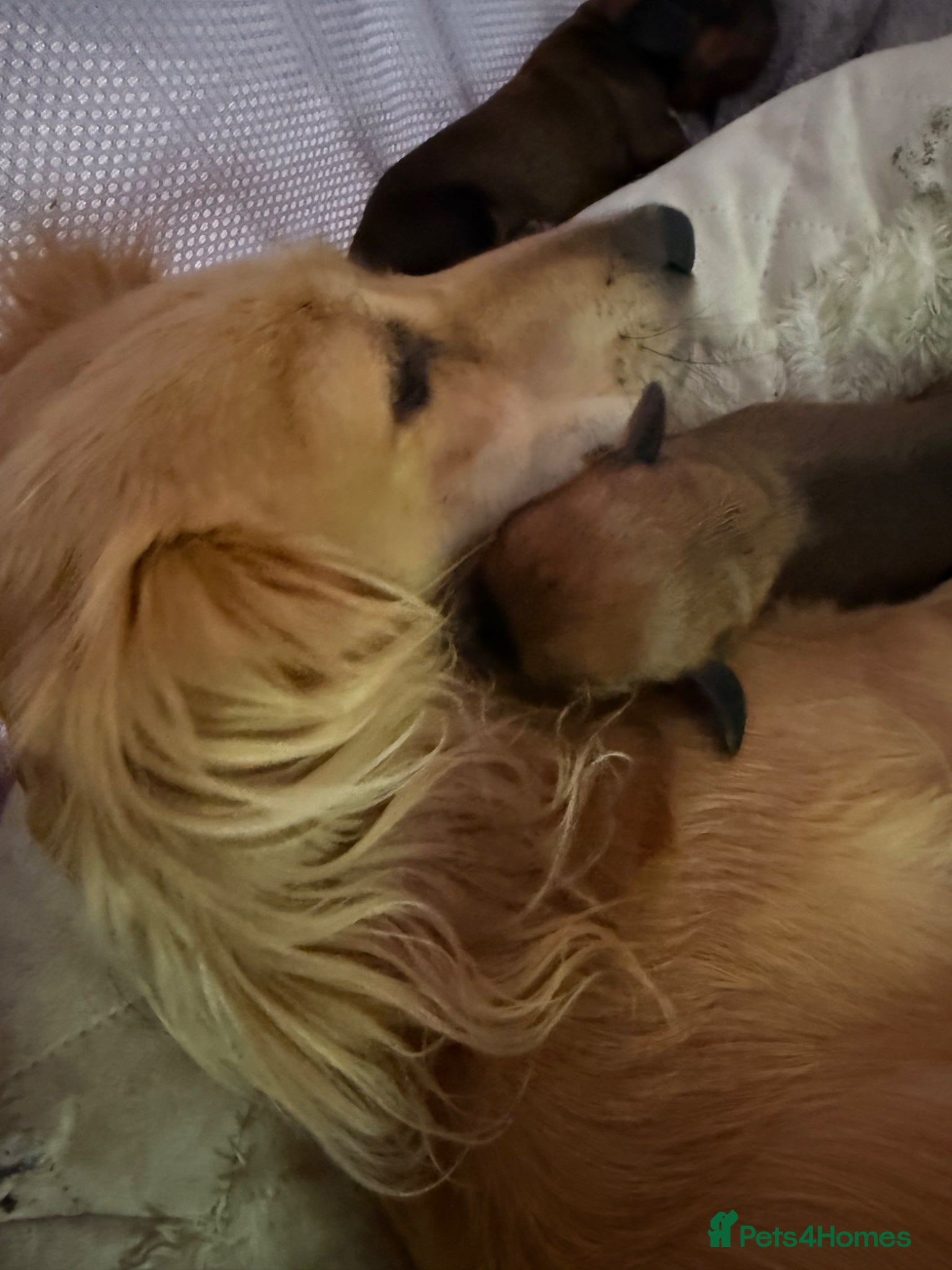 Miniature Dachshund dogs Beautiful litter of 5 - Advert 1