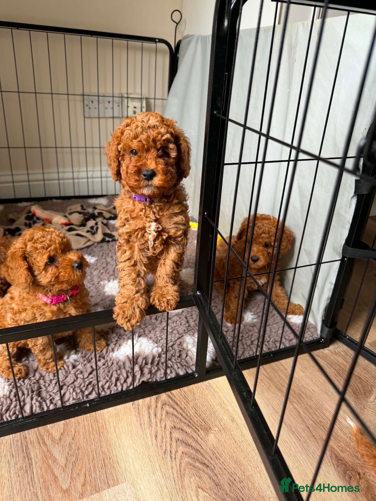 Cavapoo dogs  F1bbCavapoo Puppy Only 1 Gorgeous Girl Remaining  - Advert 18