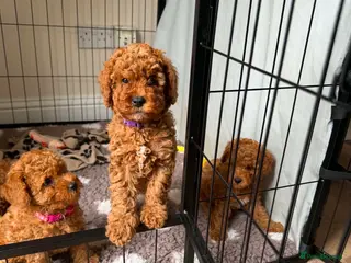 Cavapoo dogs F1bbCavapoo Puppy Only 1 Gorgeous Girl Remaining - Advert 18