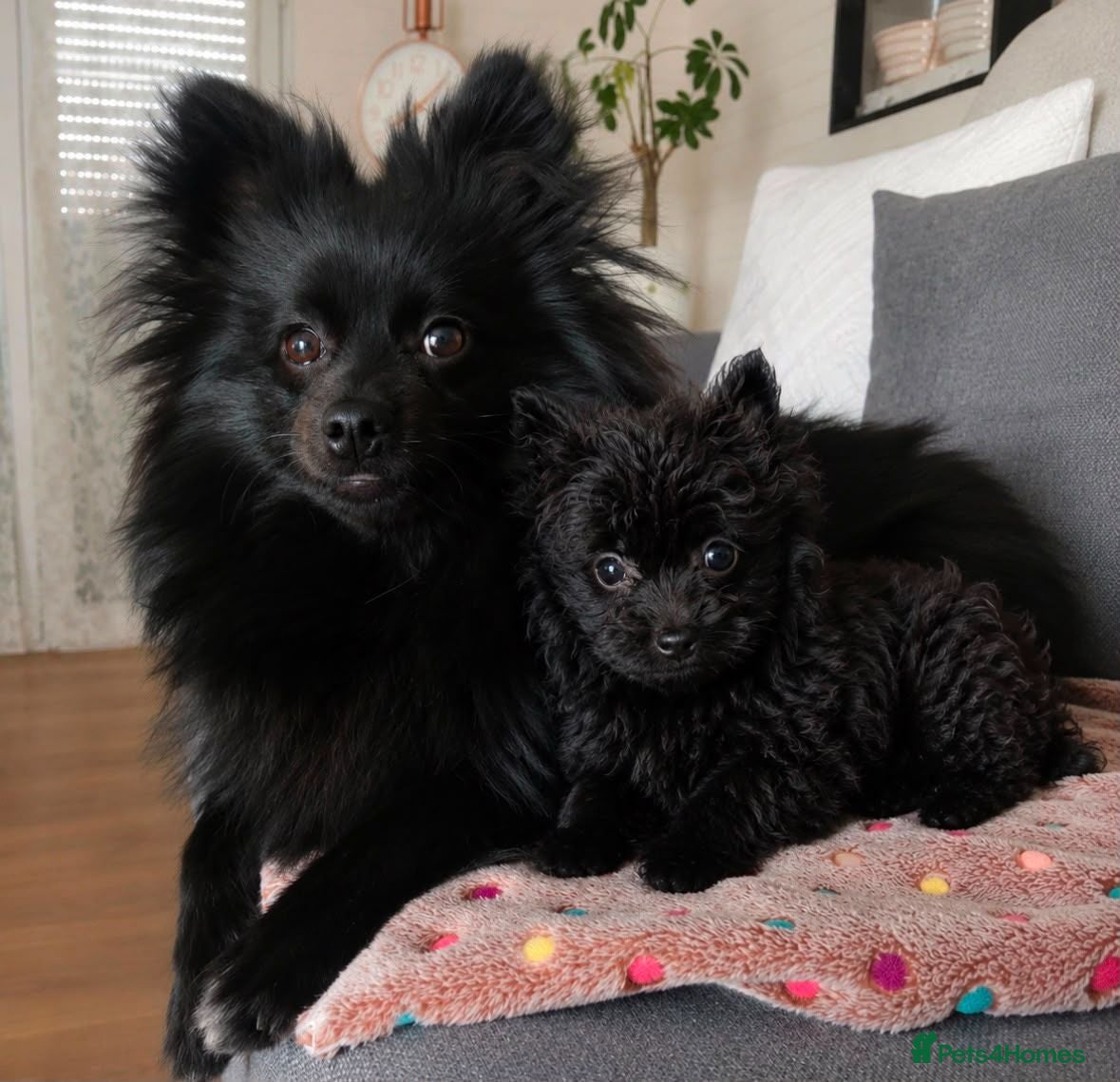 Pomeranian dogs Adorable Pomeranian puppy - Advert 12