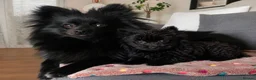 Pomeranian dogs for sale: Adorable Pomeranian puppy in London - Advert 1