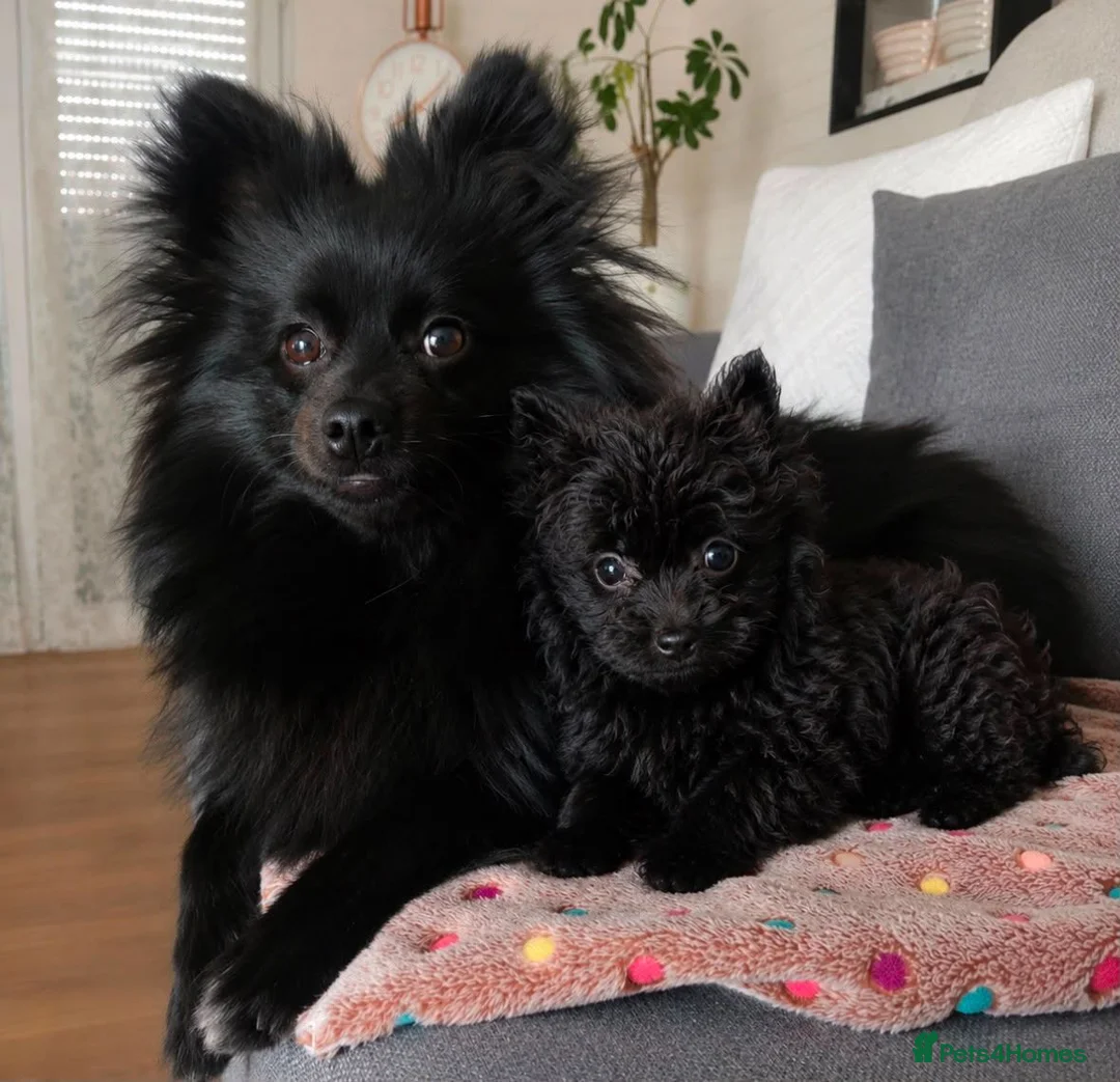 Pomeranian dogs for sale: Adorable Pomeranian puppy in London - Advert 1