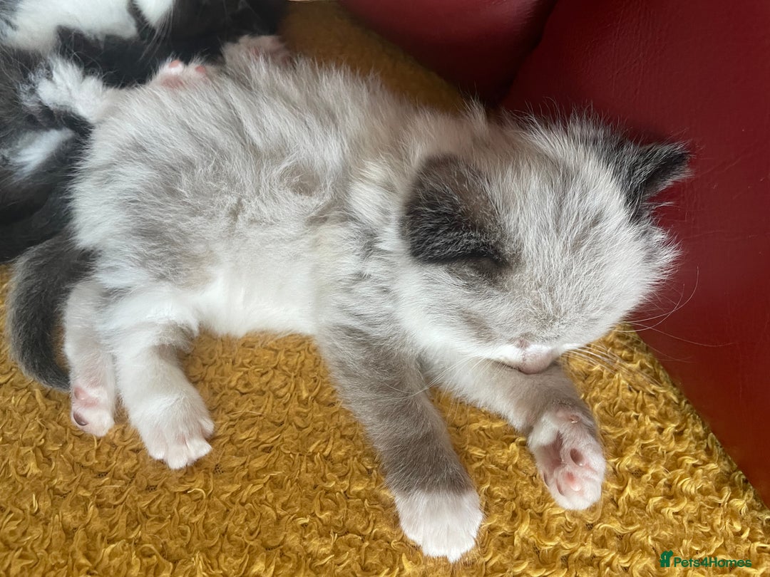 Mixed Breed cats for sale: Beautiful male kitten for sale - Image 5