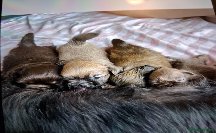 Shih Tzu dogs - Advert 1