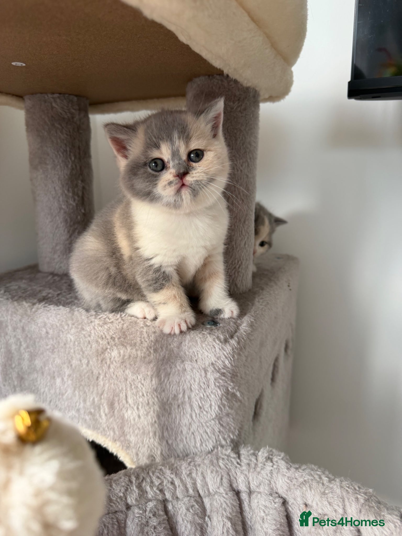 British Shorthair cats for sale: 3 Beautiful BSH, 1 BLH kittens - Advert 9