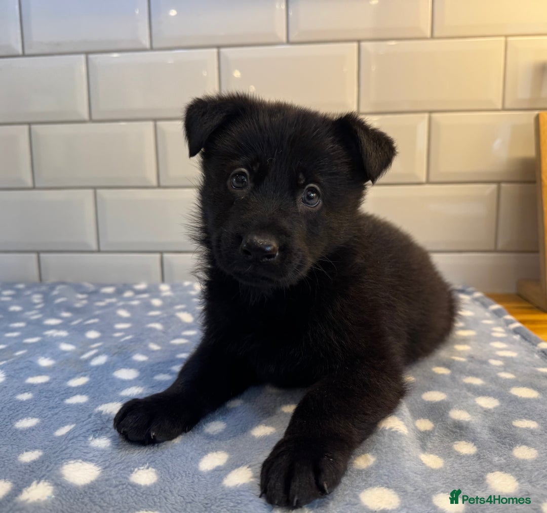 German Shepherd dogs for sale: KC Registered German Shepard Babies 🐾🐾🐾 - Image 16