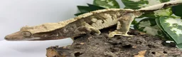 Gecko reptiles for sale: Crested Gecko Collection for sale  - Advert 8
