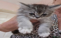 Mixed Breed cats for sale: Persian Chinchilla Cross Kittens - Image 13