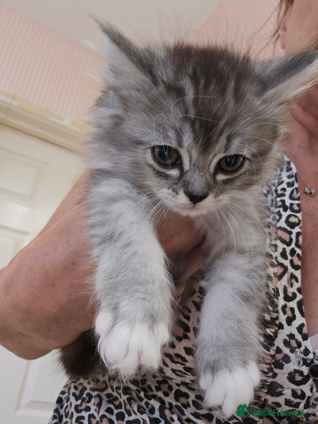 Mixed Breed cats for sale: Persian Chinchilla Cross Kittens - Image 13