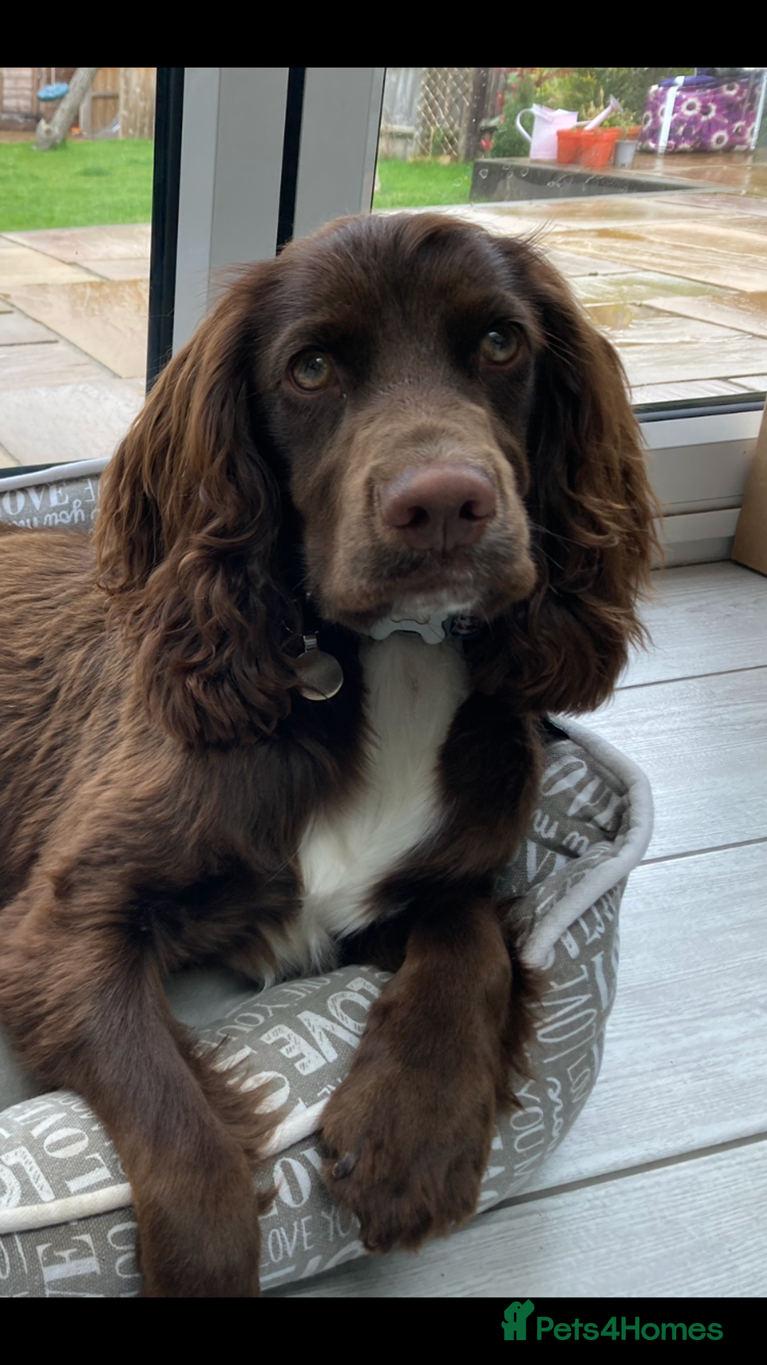 Cocker Spaniel dogs for stud: Cocker Spaniel for stud  in Newbury - Image 5