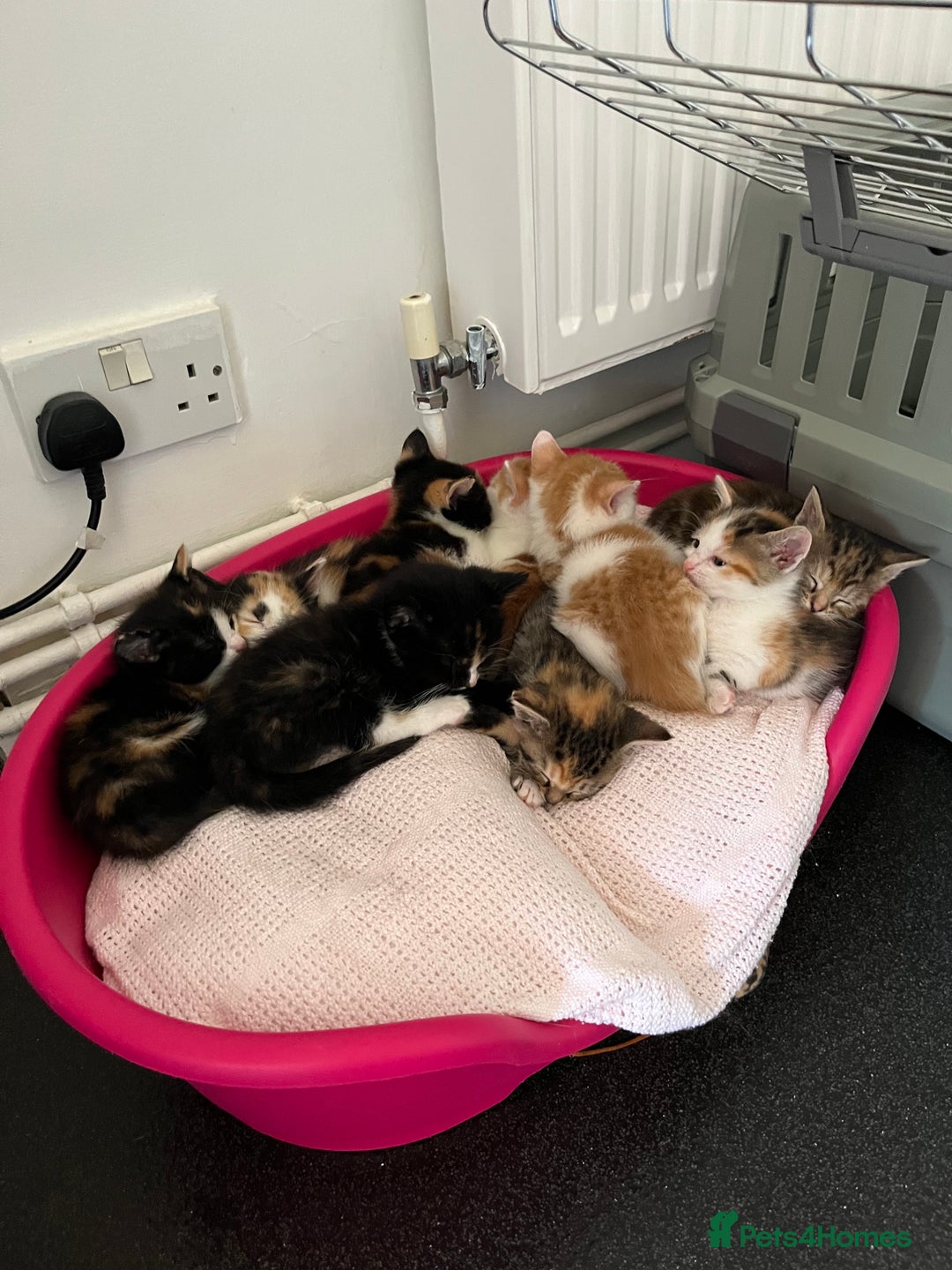 Domestic Shorthair cats for sale: Litter of 9 Beautiful Kittens - Image 22