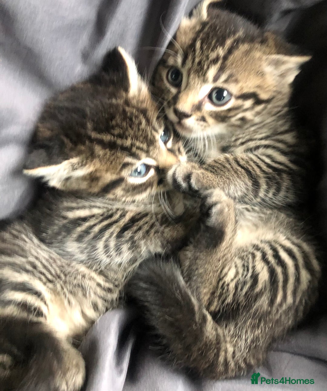 Mixed Breed cats for sale: Amazing stripy Bengal x kittens ready now - Image 2