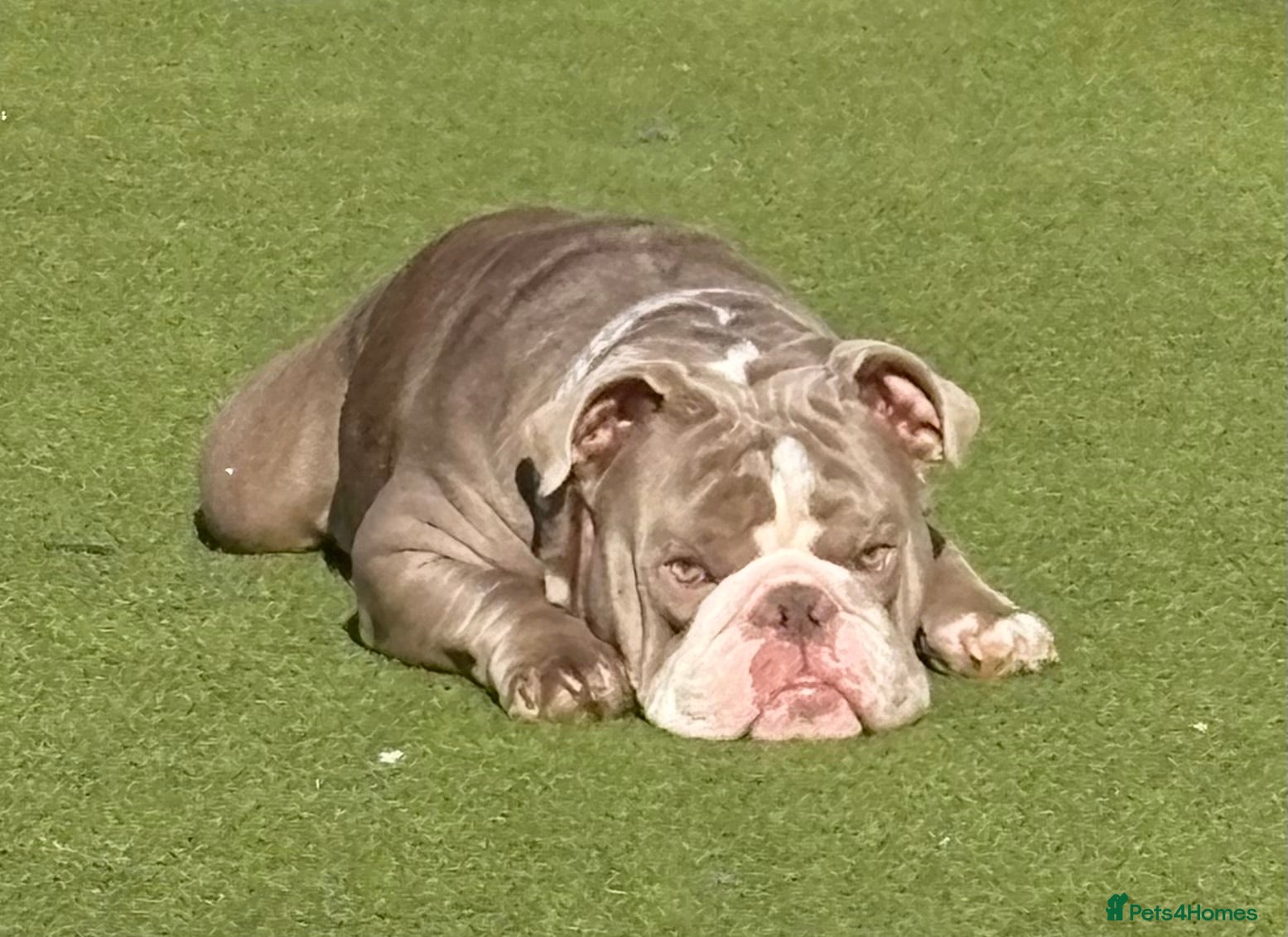 English Bulldog dogs Male British English bulldog  - Advert 5