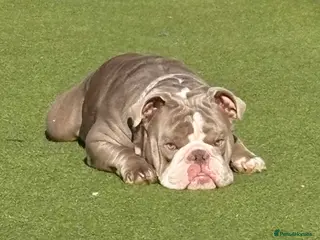 English Bulldog dogs Male British English bulldog - Advert 17