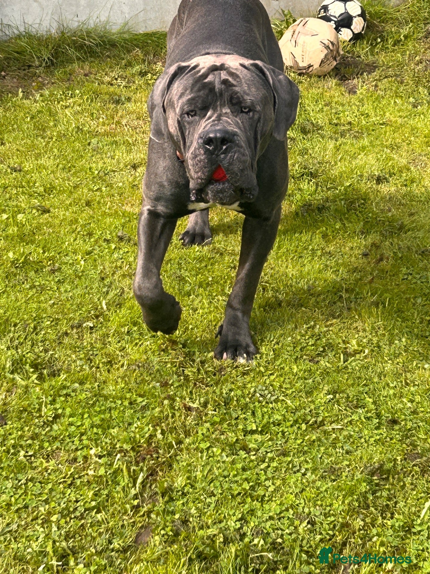 Cane Corso dogs Cane corso - Advert 6