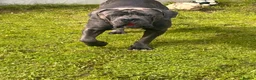 Cane Corso dogs for sale: Cane corso - Advert 1