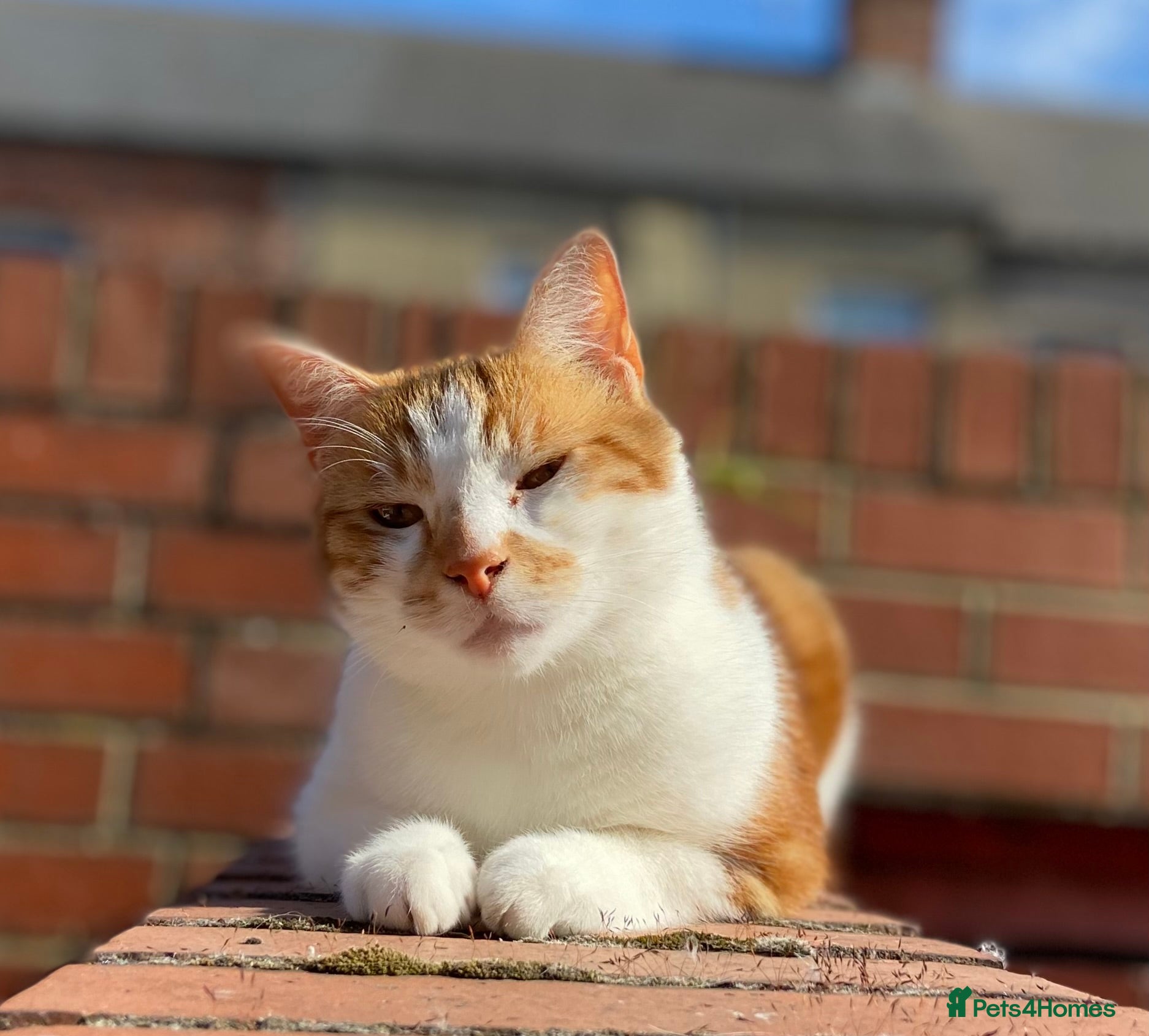 Domestic Shorthair cats 7 year old boy. - Advert 1