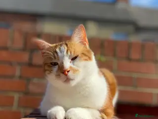 Domestic Shorthair cats 7 year old boy. - Advert 1