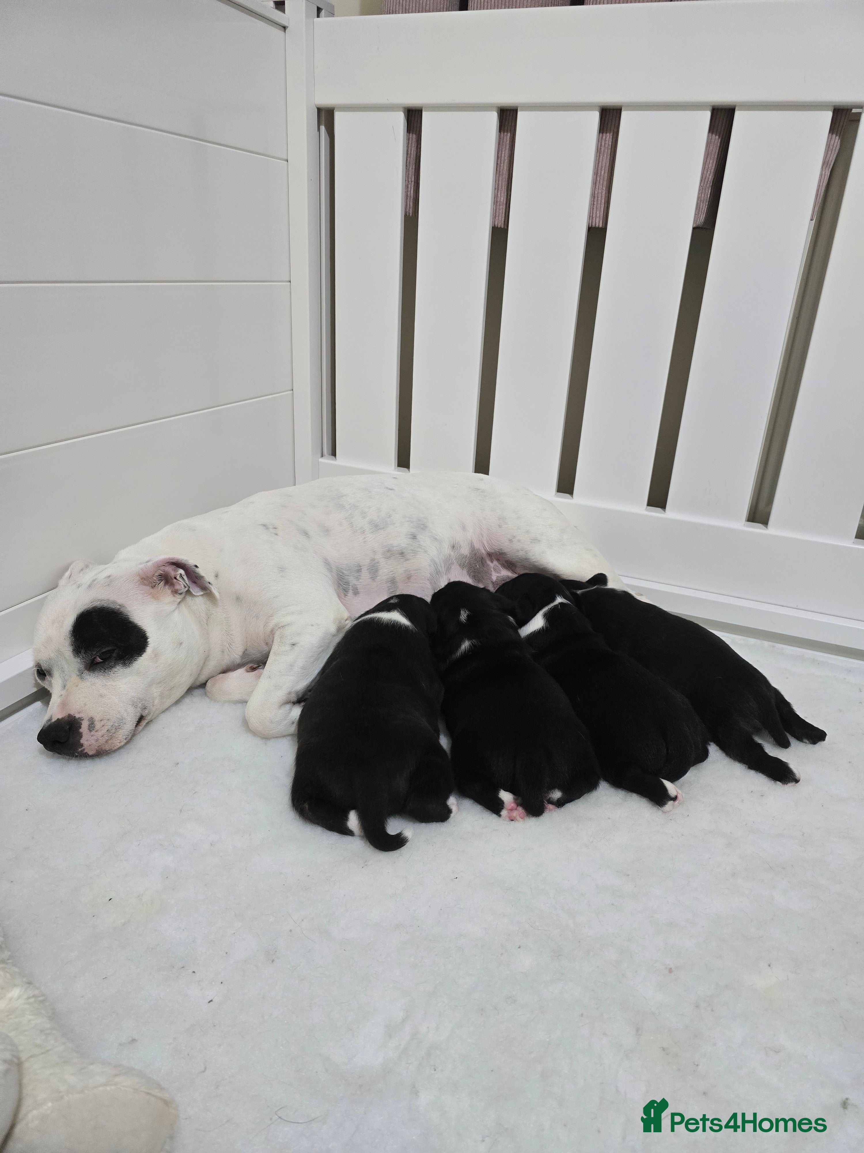 Staffordshire Bull Terrier dogs ✨️Outstanding SBT puppies✨️ - Advert 8