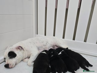 Staffordshire Bull Terrier dogs ✨️Outstanding SBT puppies✨️ - Advert 8