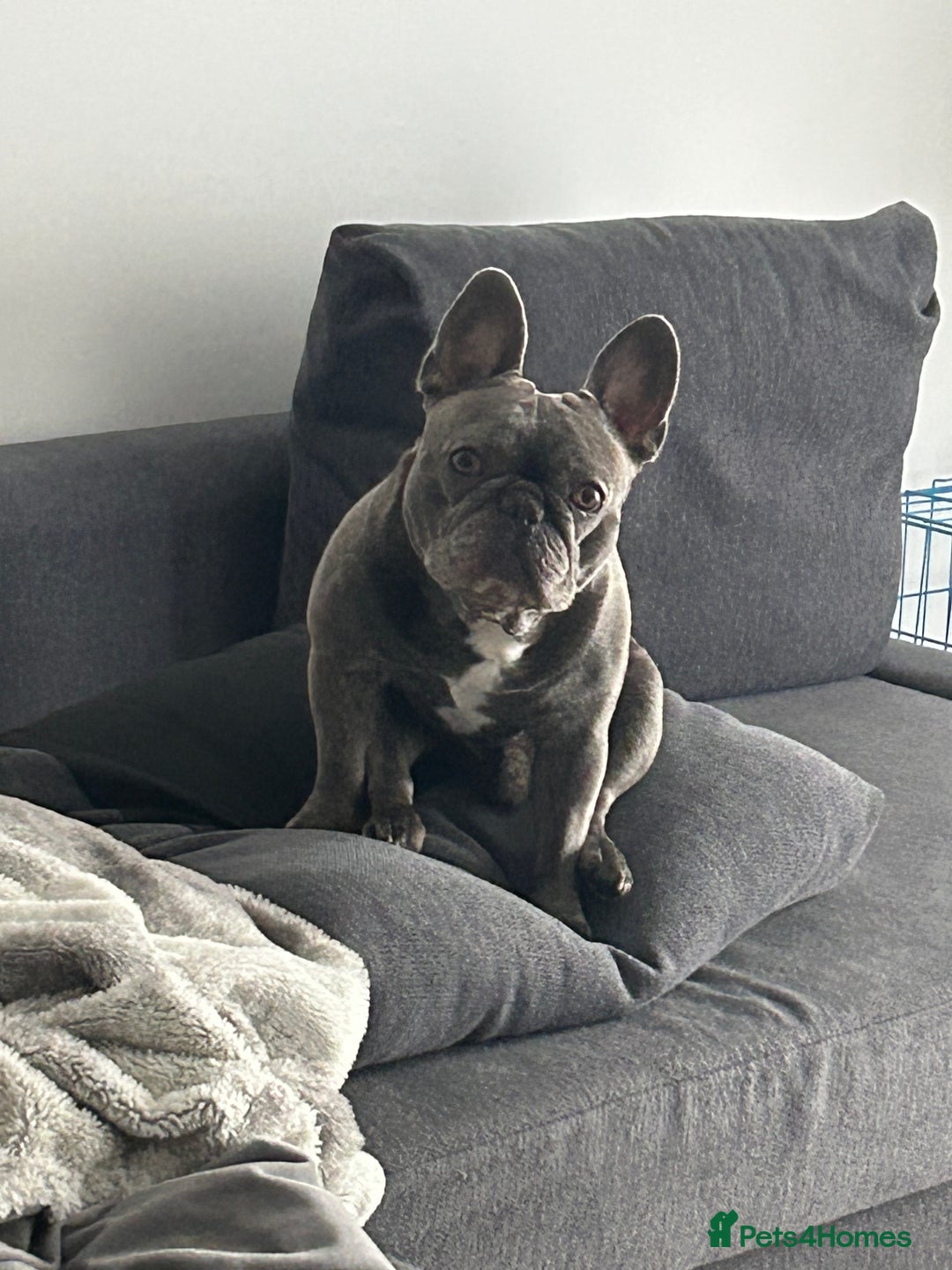 French Bulldog dogs for stud: Bailey - Image 2