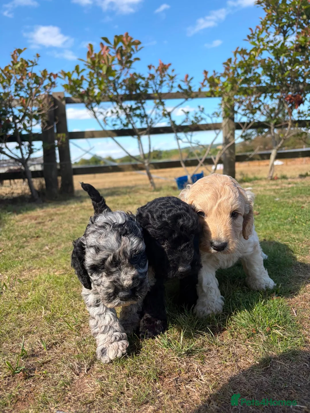 Cockapoo dogs for sale: F1b cockapoo pups 2 boys 1 girl  - Advert 1