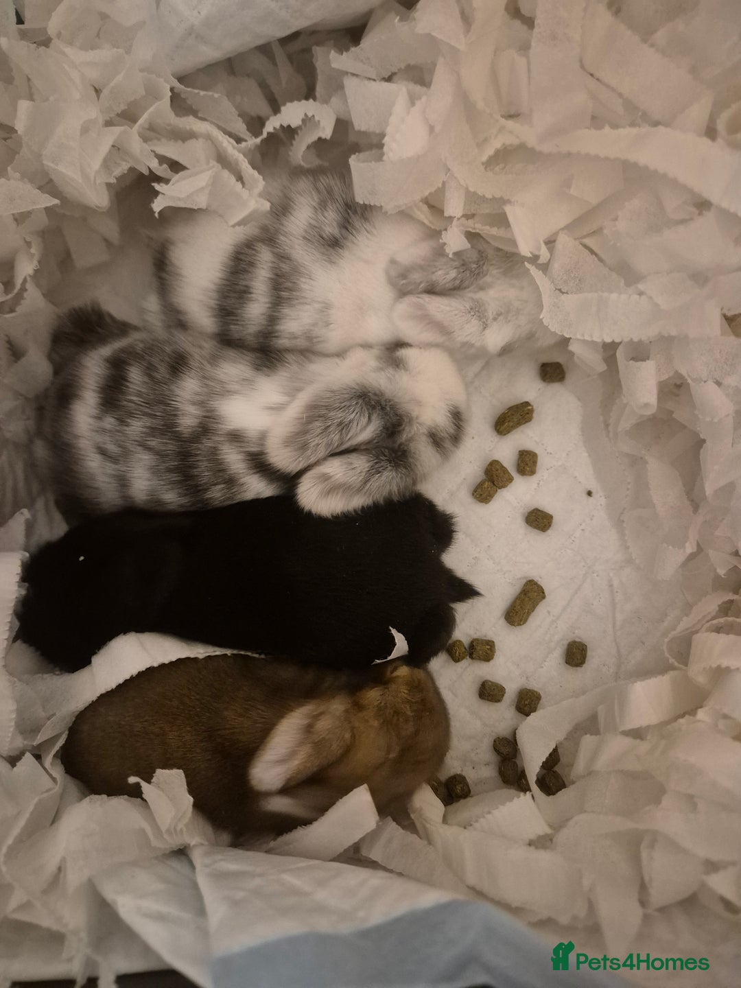 Mixed Breed rabbits for sale: Lionhead/lop rabbits - Advert 6