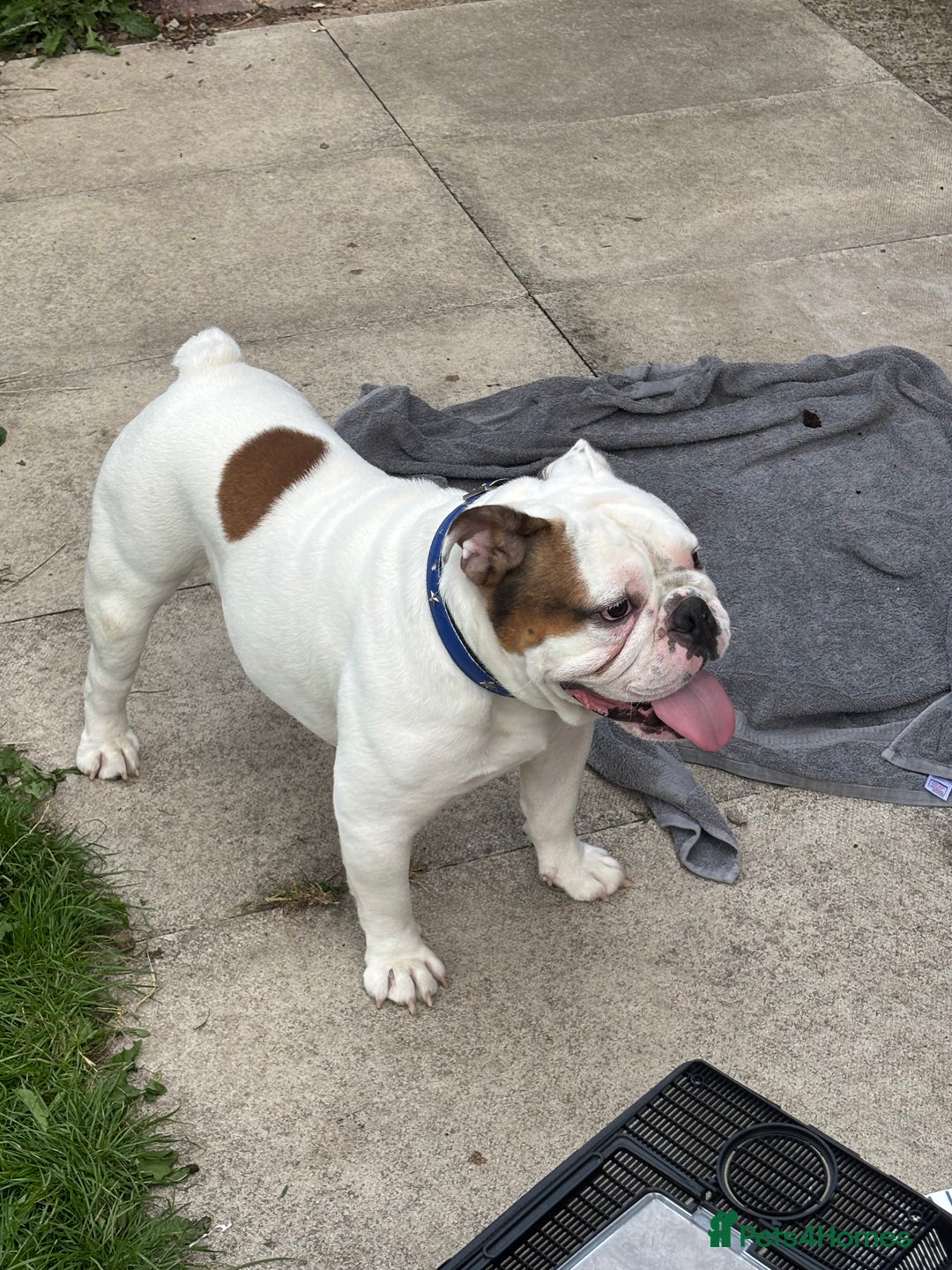 Old Tyme Bulldog dogs for stud: Old Tyme English bulldog 4 stud - Image 1