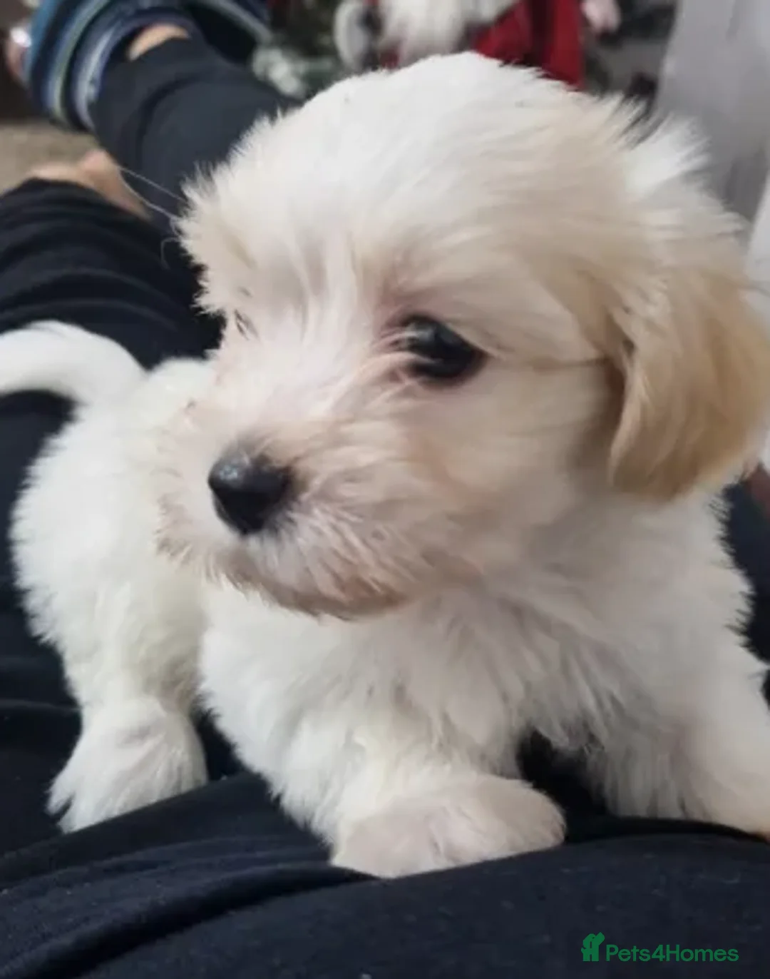 Havanese dogs for sale: The Ultimate Lap Dog – Precious Havanese Puppies  - Advert 2