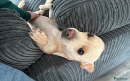 Mixed Breed dogs for sale: 2 year old French bull dog cross - Image 2