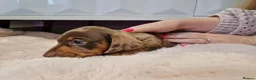 Miniature Dachshund dogs for sale: Our Charming Miniature Dachshund Puppies! in Edinburgh - Advert 5