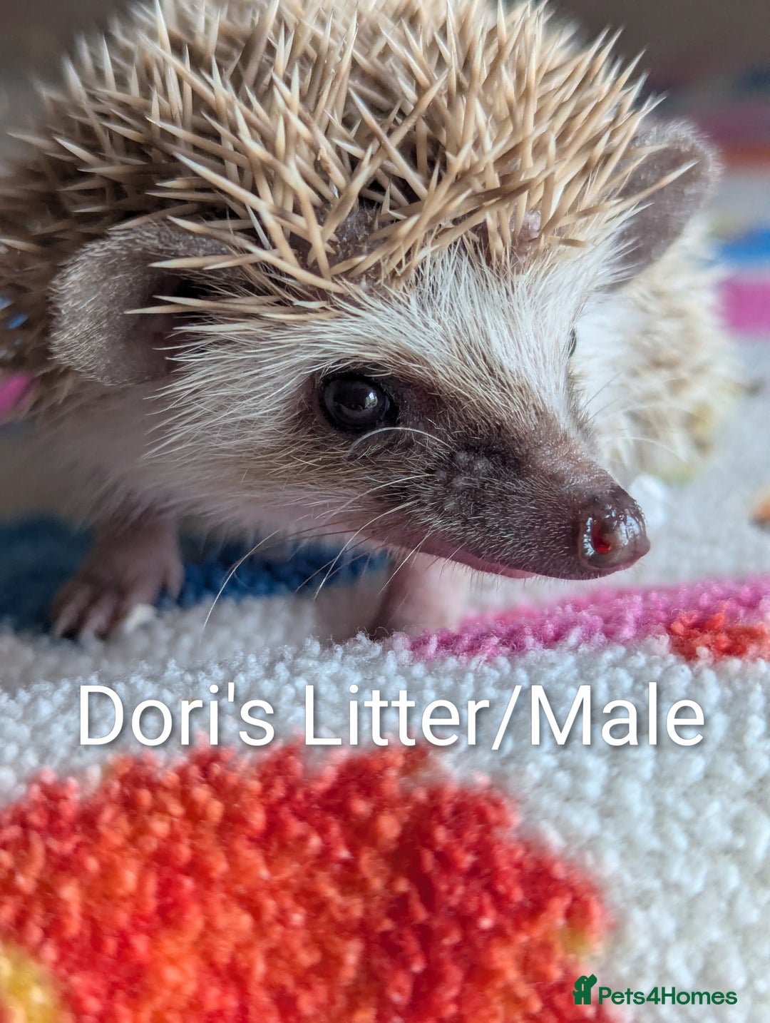 Pygmy Hedgehog rodents for sale: Beautiful Baby Hoglets/Ready Now - Advert 7