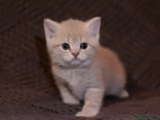 Scottish Fold cats Last one Ready to go home Scottish straight kitten - Advert 5