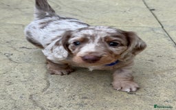 Miniature Dachshund dogs for sale: 2 beautiful mini daxi pups - Image 9