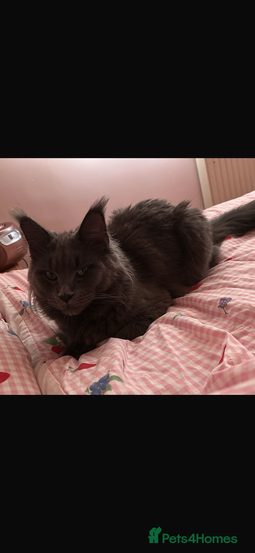 Maine Coon cats for sale: Queen maincoon for sale - Advert 6