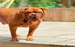 Dogue De Bordeaux dogs for sale: Looking for his final and forever home - Image 2