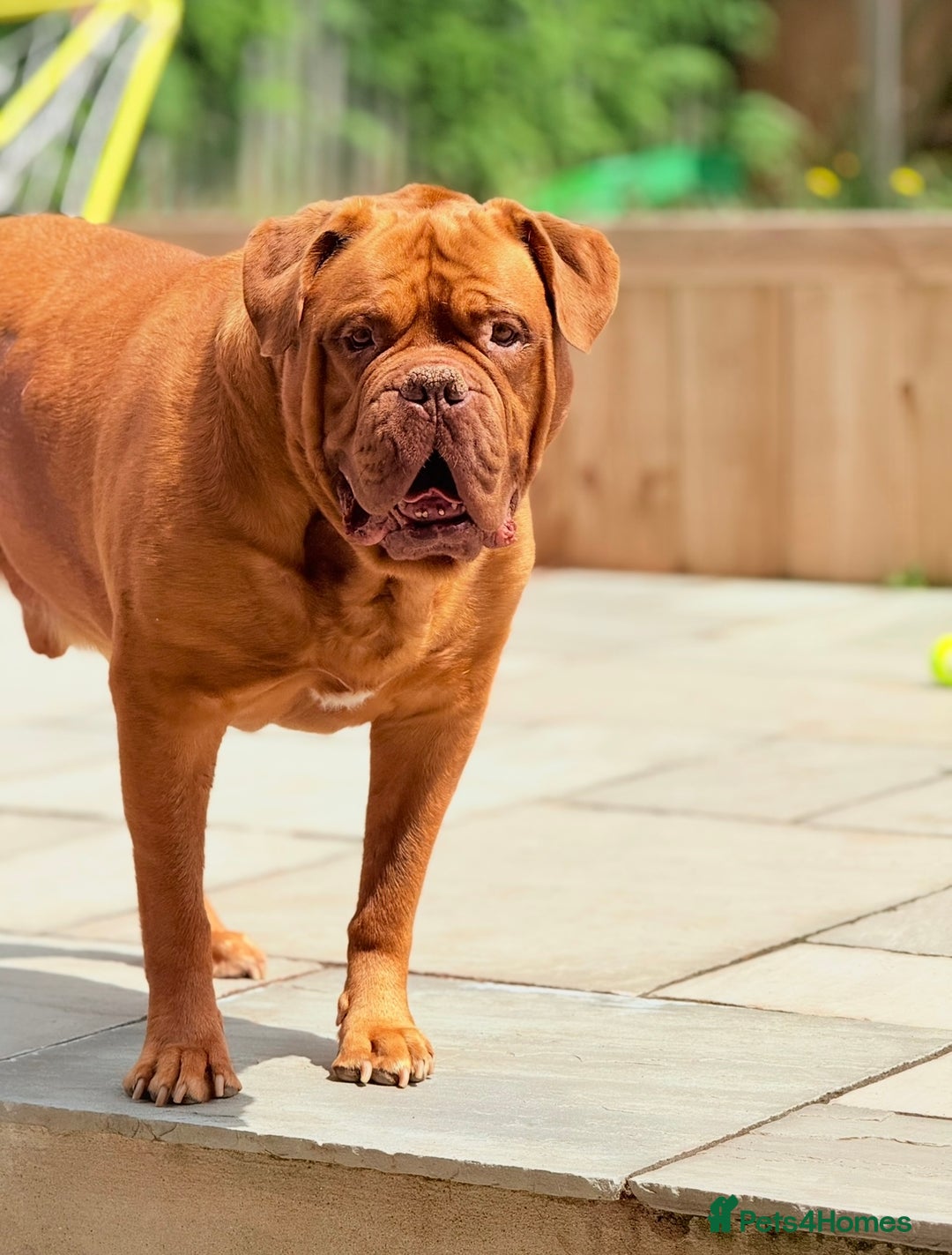 Dogue De Bordeaux dogs for sale: Looking for his final and forever home - Image 2