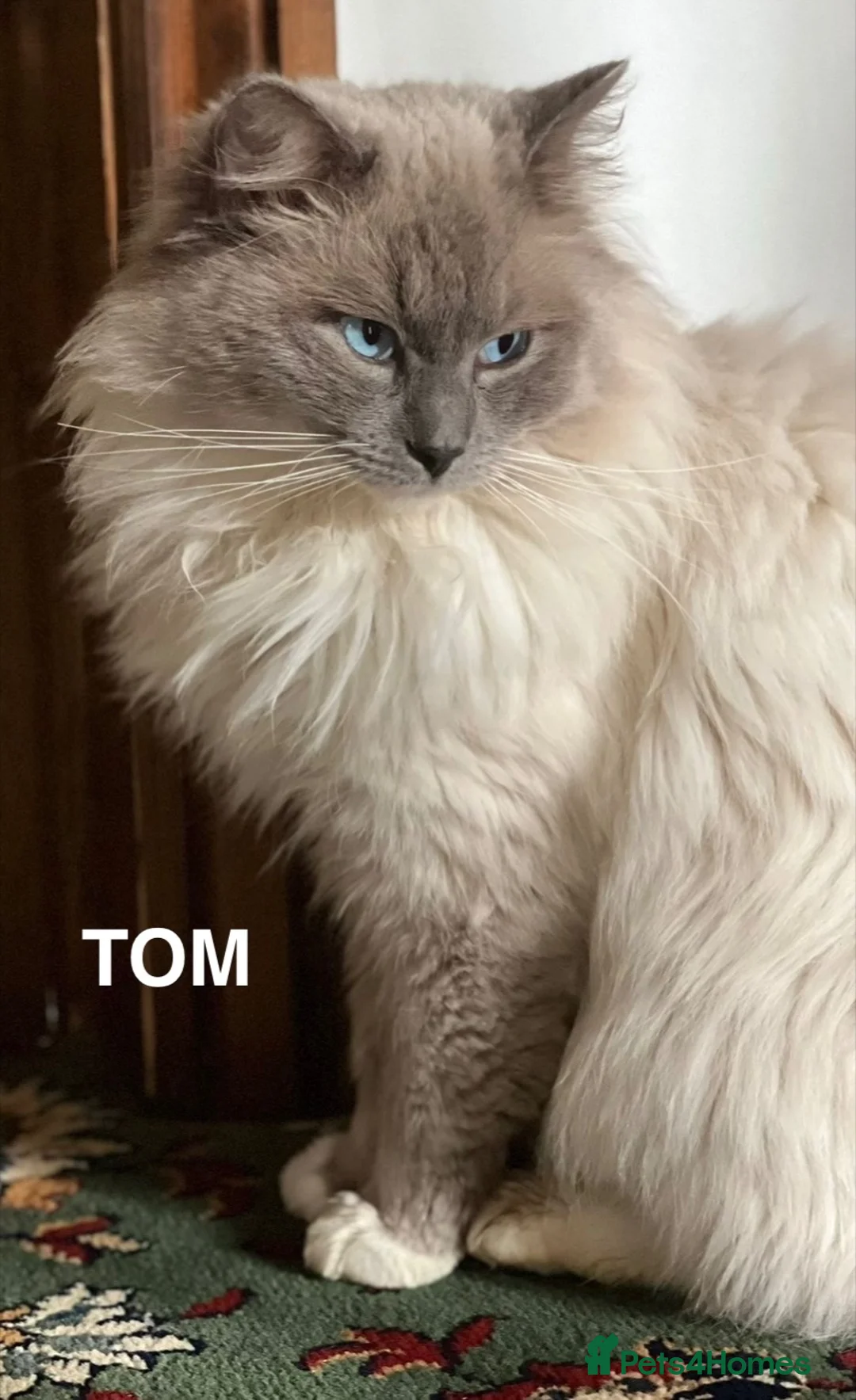 Ragdoll cats for sale: 🐾 Ragdoll Kittens 🐾 - Advert 39