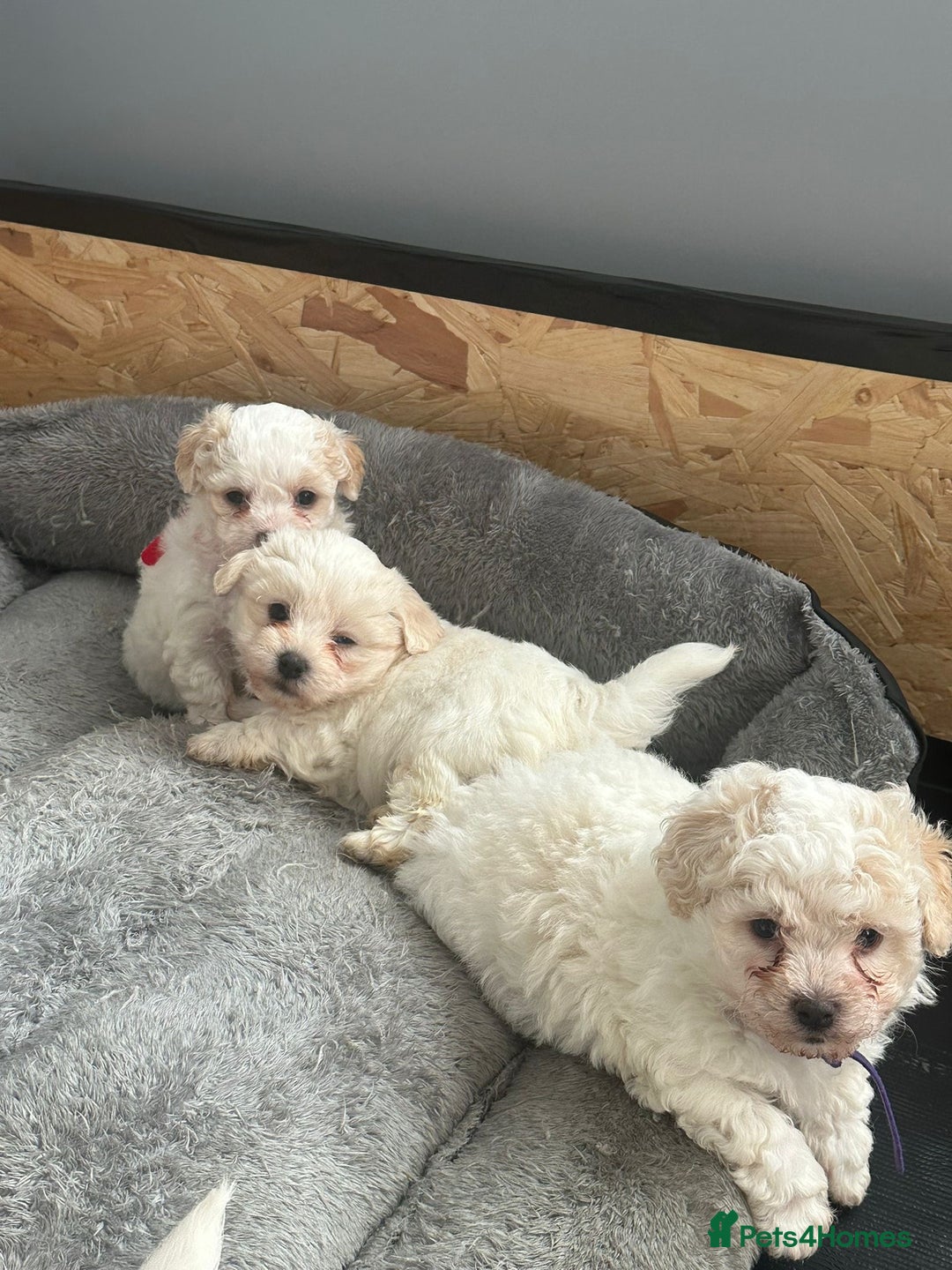 Bichon Frise dogs for sale: Bichon Maltese - Advert 5
