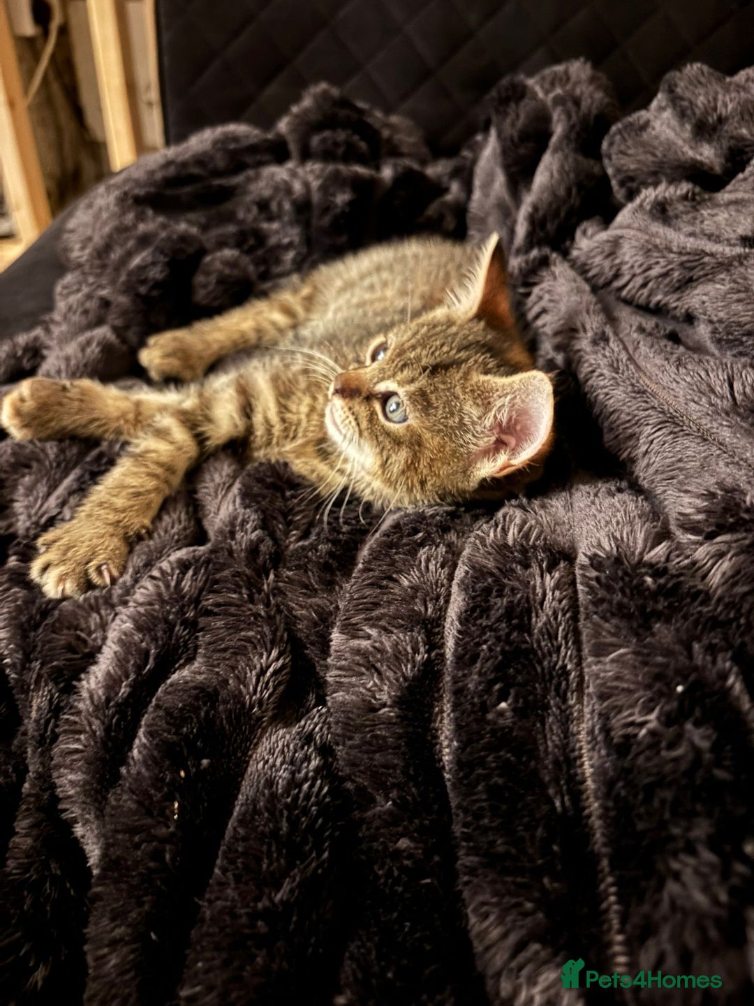 Mixed Breed cats for sale: Two female tabby kittens  - Advert 3