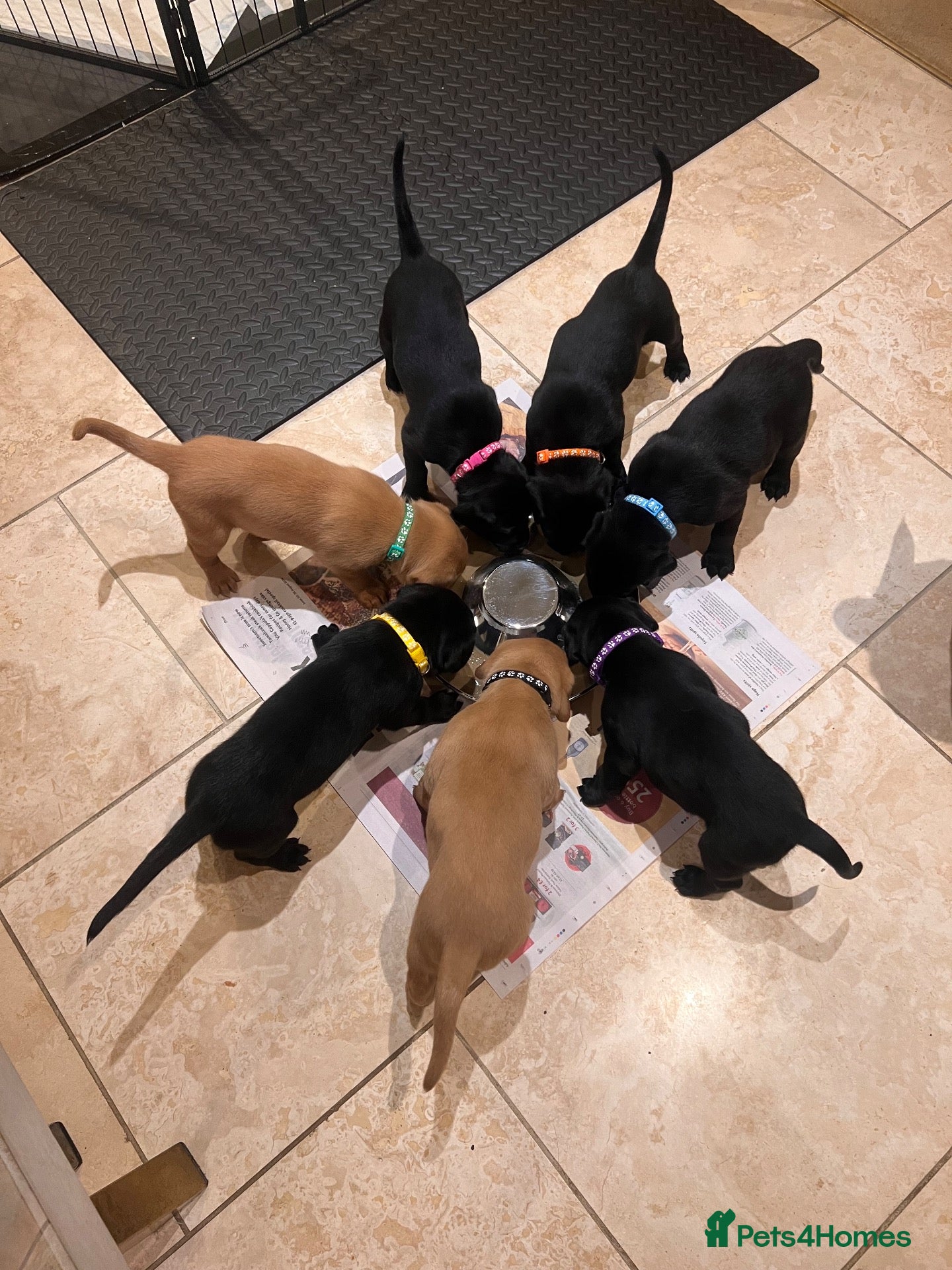 Labrador Retriever dogs for sale: Stunning KC Registered Working Labrador Puppies   - Advert 2